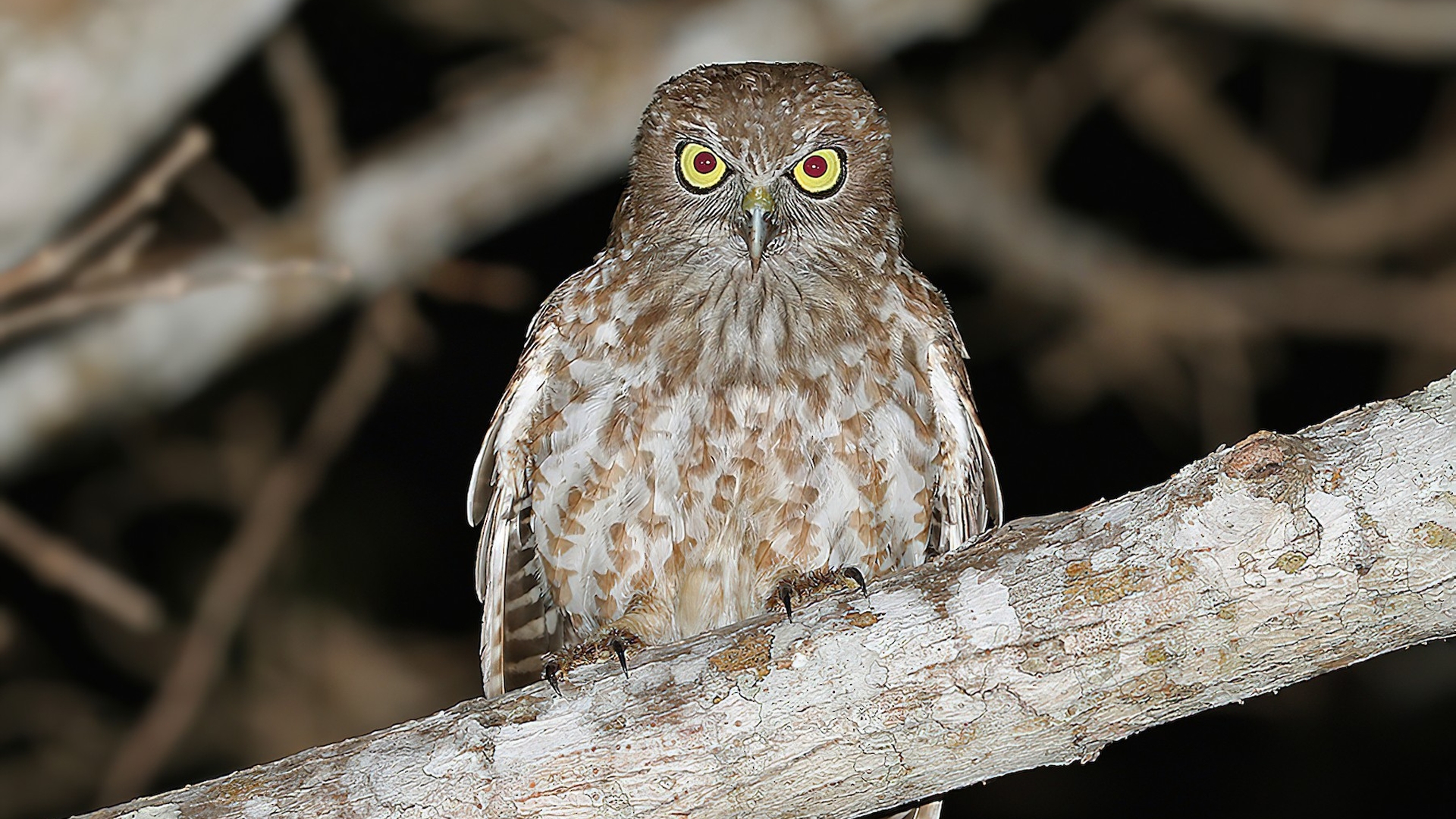 Rotiboeboekuil - Ninox rotiensis