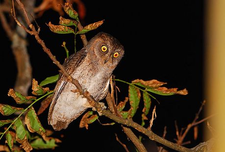 Ryukyu-dwergooruil - Otus elegans