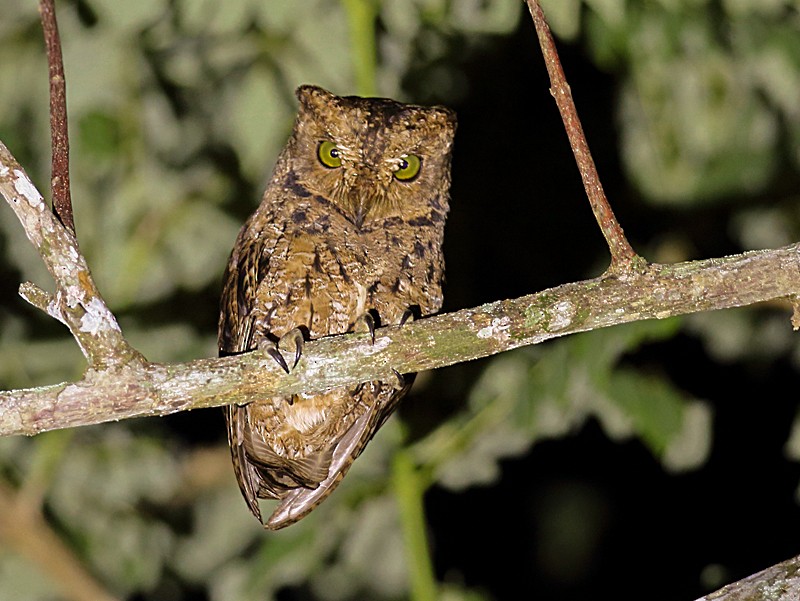 Seychellen-dwergooruil - Otus insularis