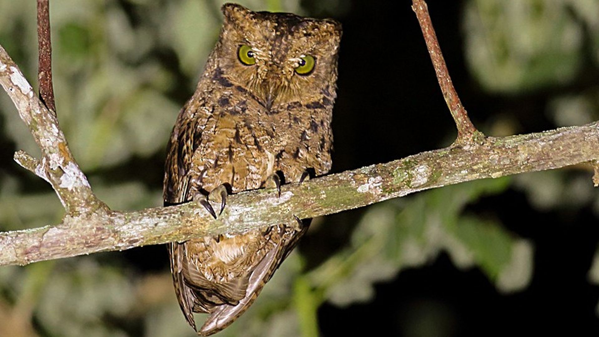 Seychellen-dwergooruil - Otus insularis