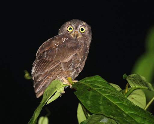 Simeulue-dwergooruil - Otus umbra