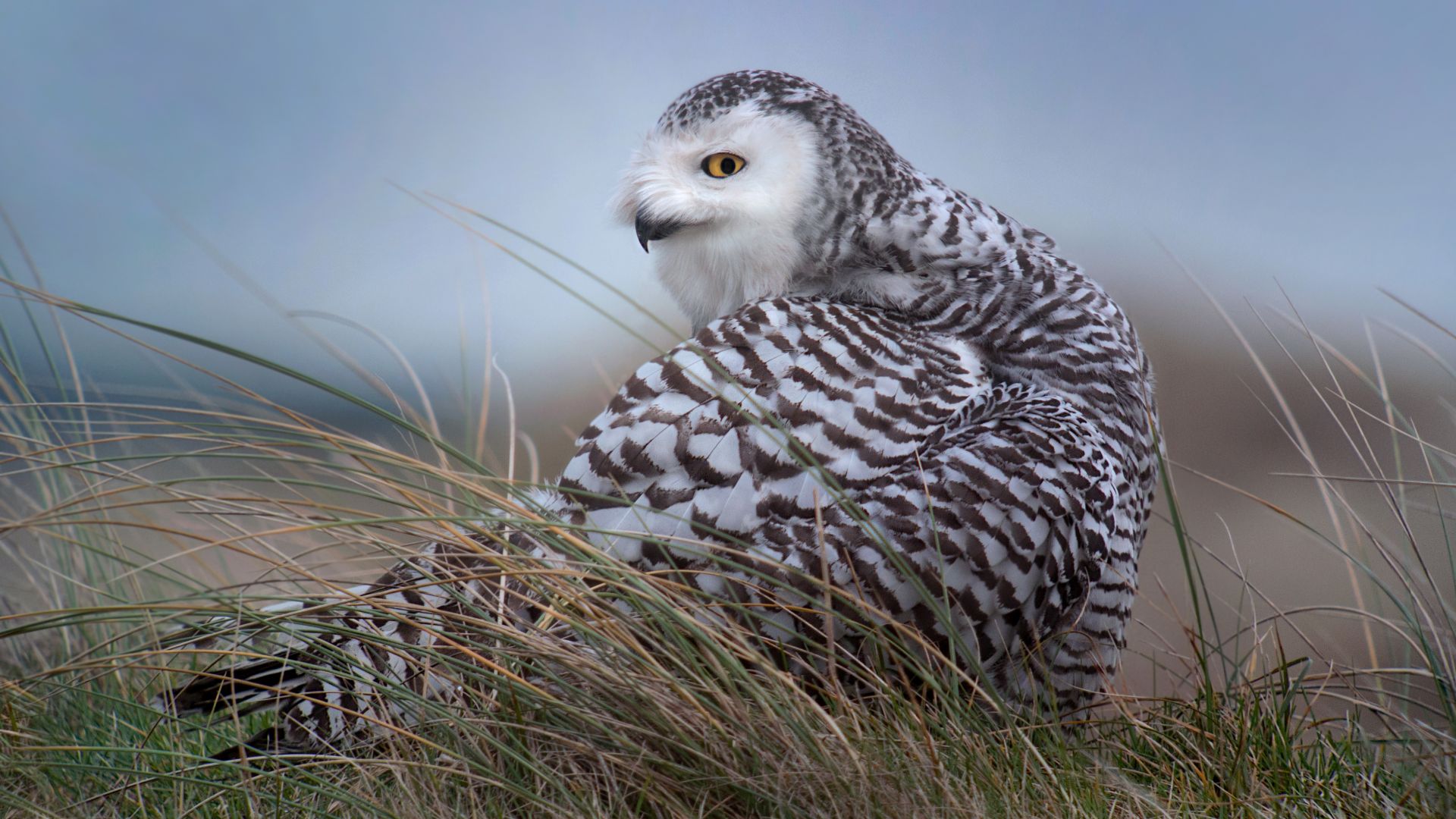 Sneeuwuil - Bubo scandiacus