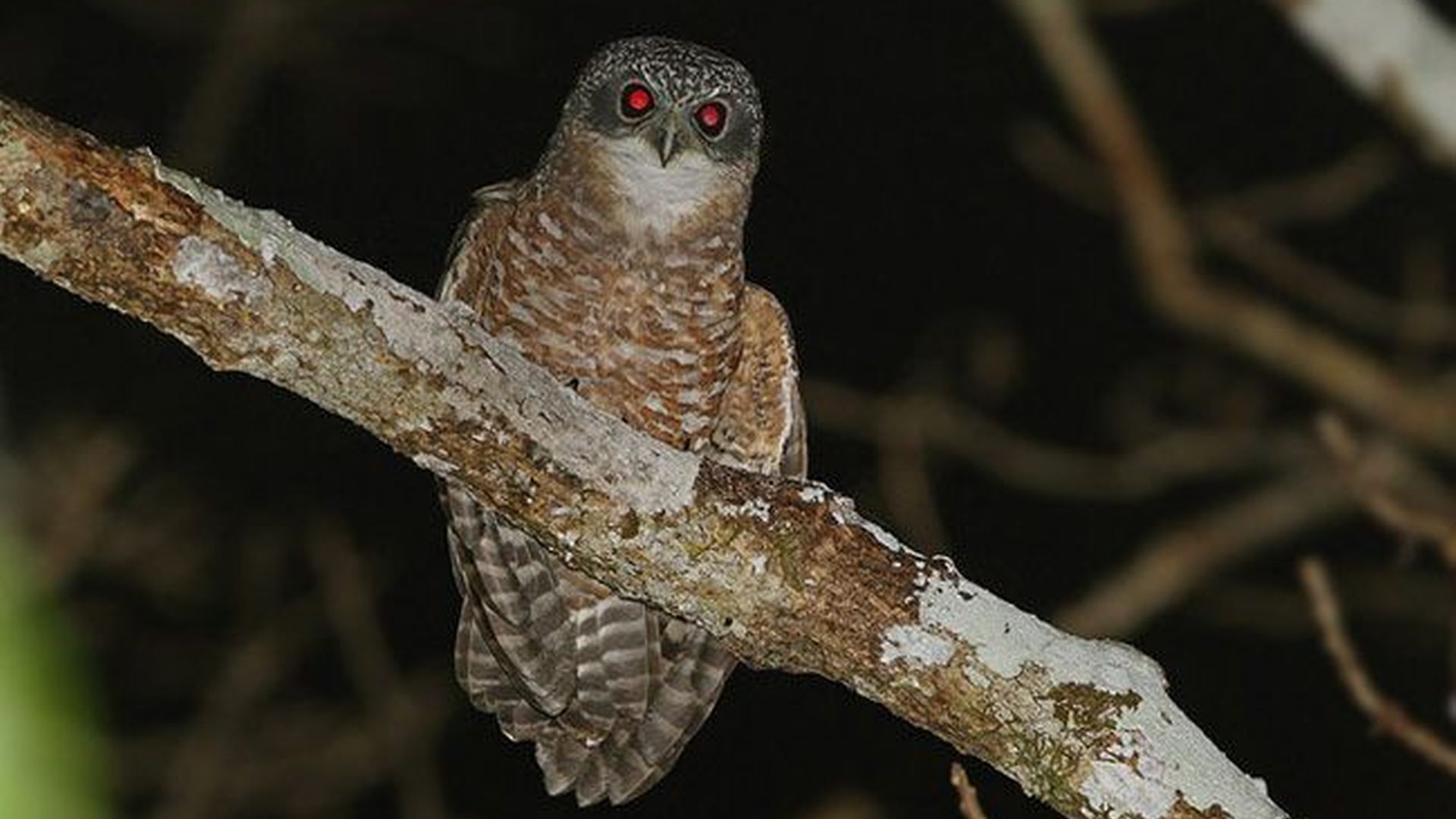 Soemba-valkuil - Ninox rudolfi