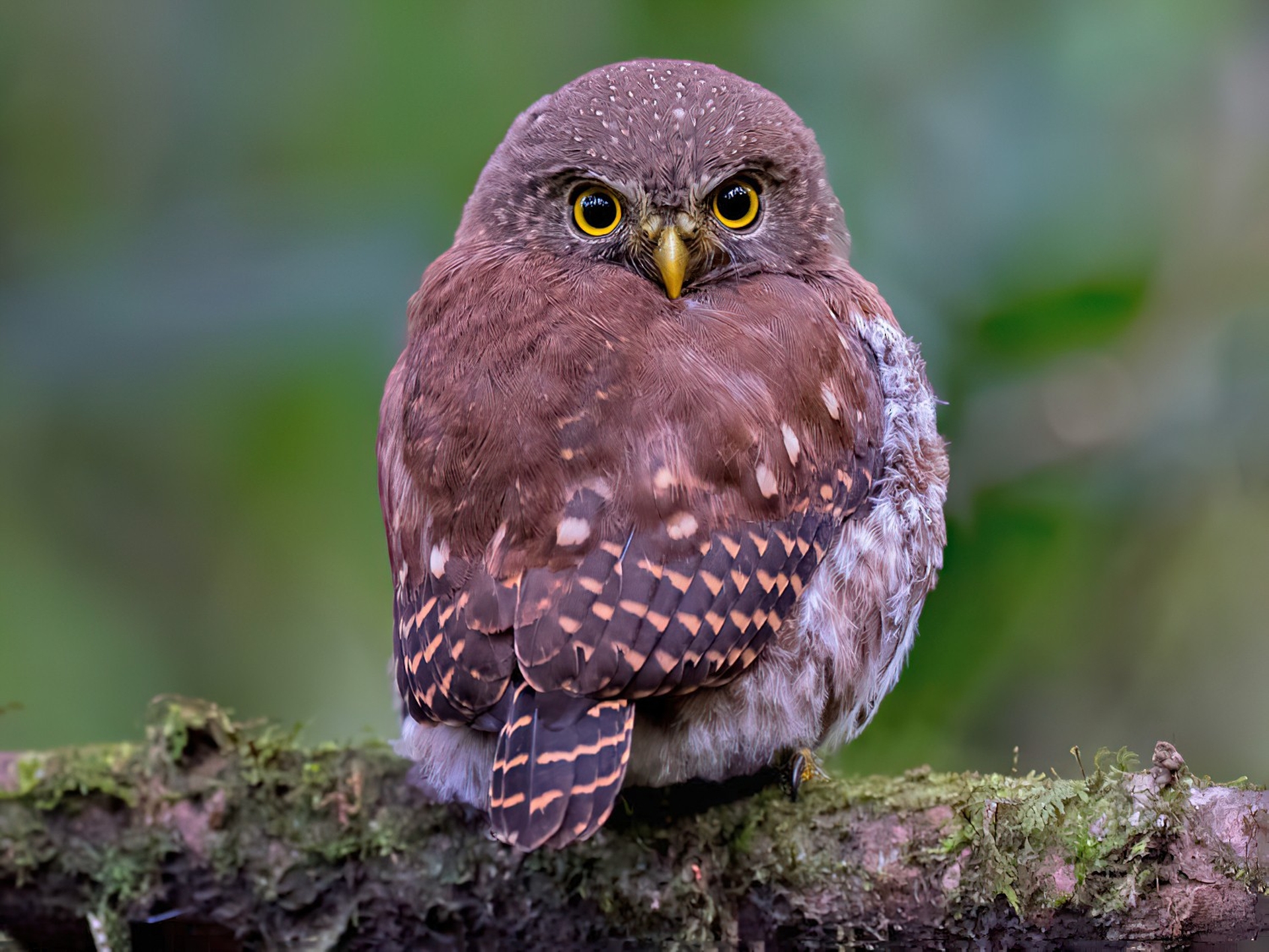 Soendadwerguil - Glaucidium sylvaticum