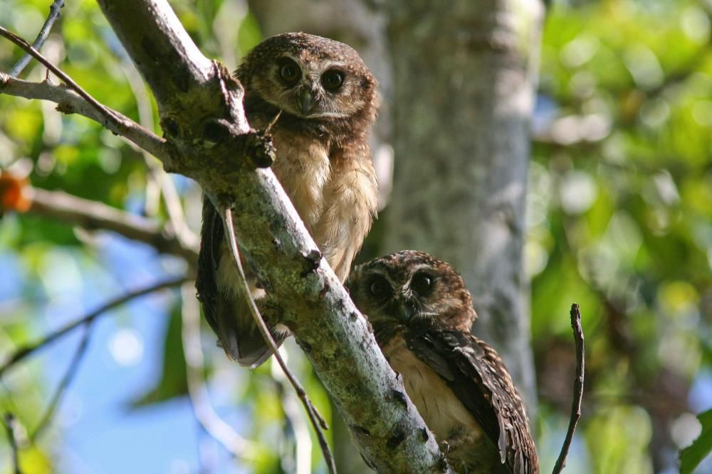 Solomon-eilandenvalkuil - Ninox jacquinoti