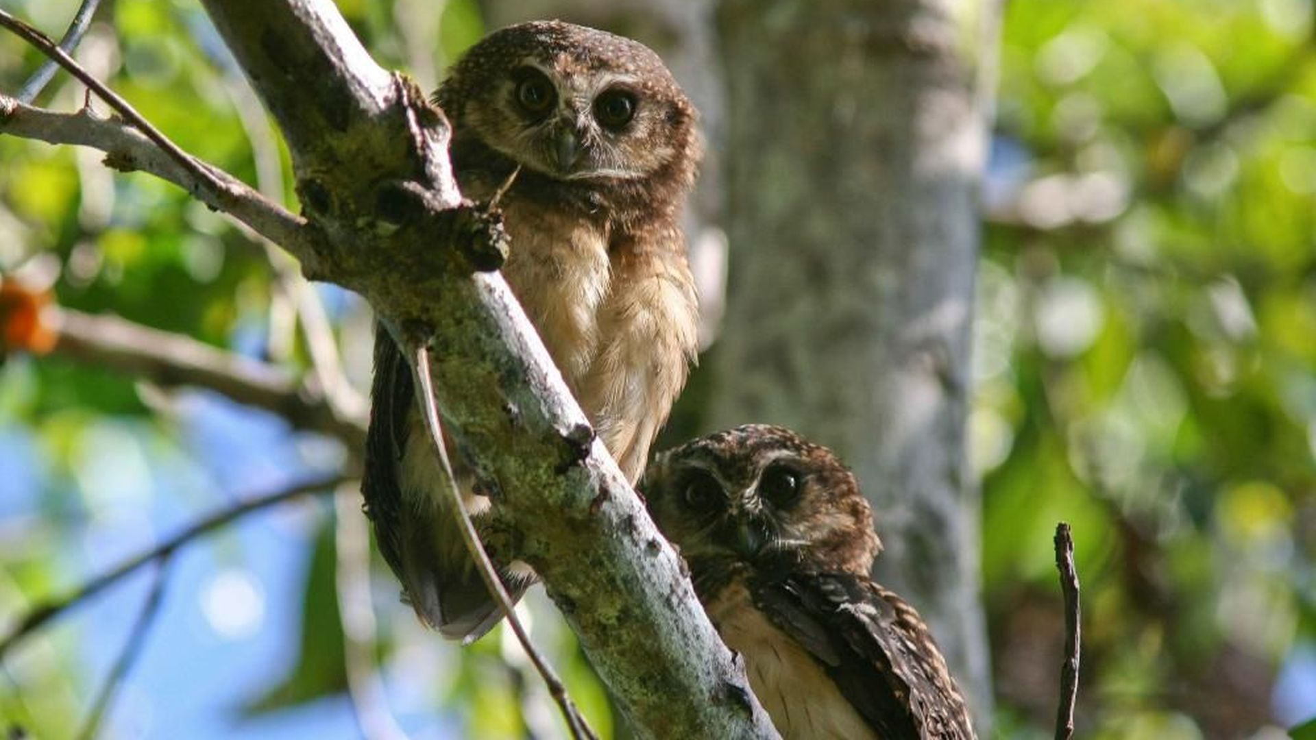 Solomon-eilandenvalkuil - Ninox jacquinoti