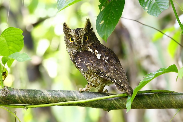 Sulawesi-dwergooruil - Otus manadensis