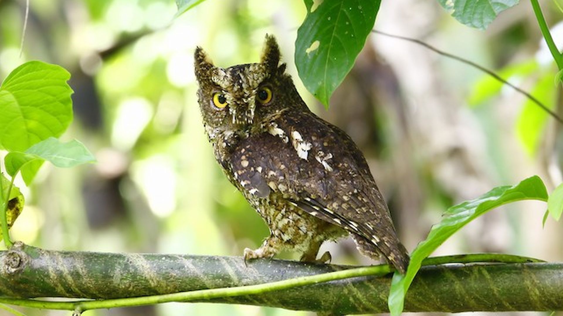 Sulawesi-dwergooruil - Otus manadensis