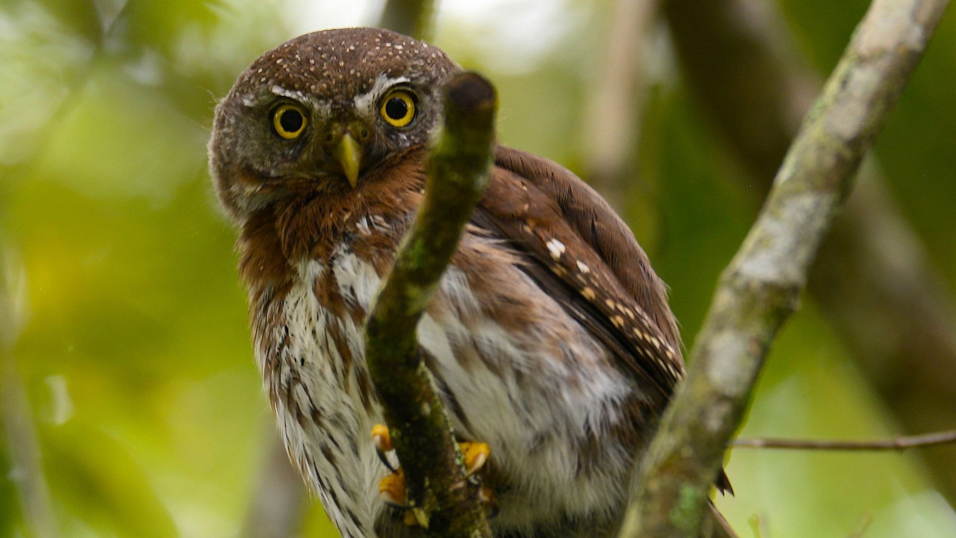 Tamaulipas dwerguil - Glaucidium sanchezi