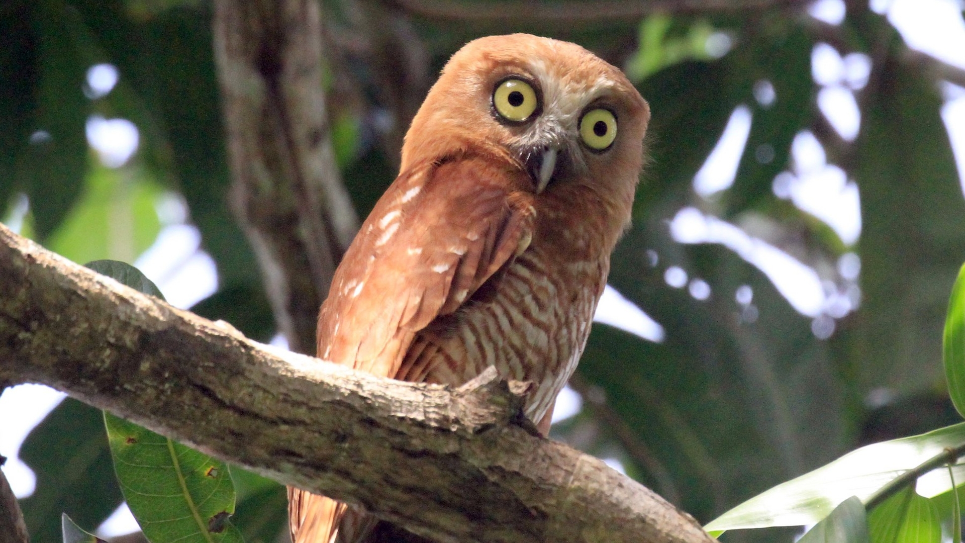 Tanimbarvalkuil - Ninox forbesi