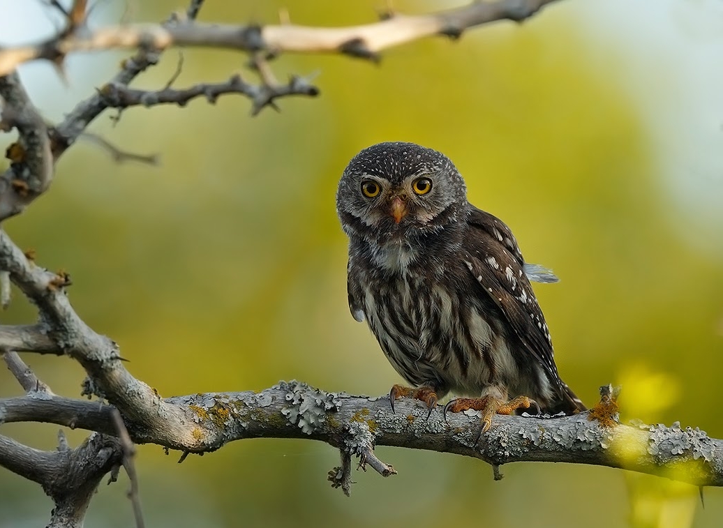 Tucuman dwerguil - Glaucidium tucumanum