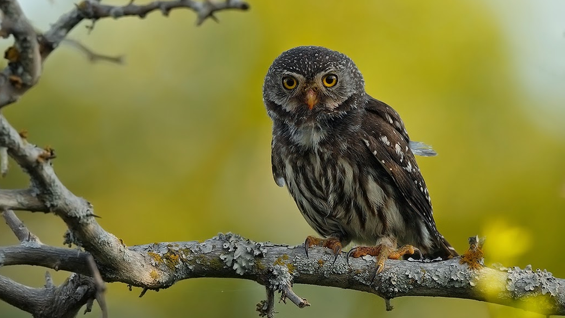 Tucuman dwerguil - Glaucidium tucumanum