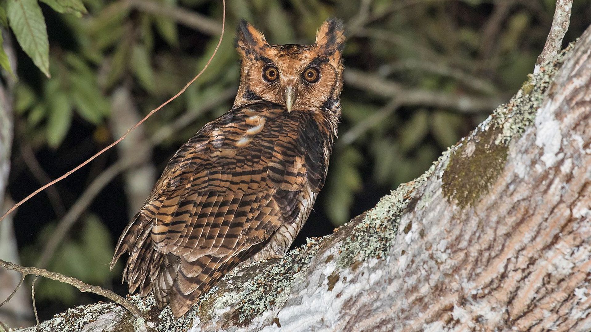 Usambara-oehoe - Bubo vosseleri