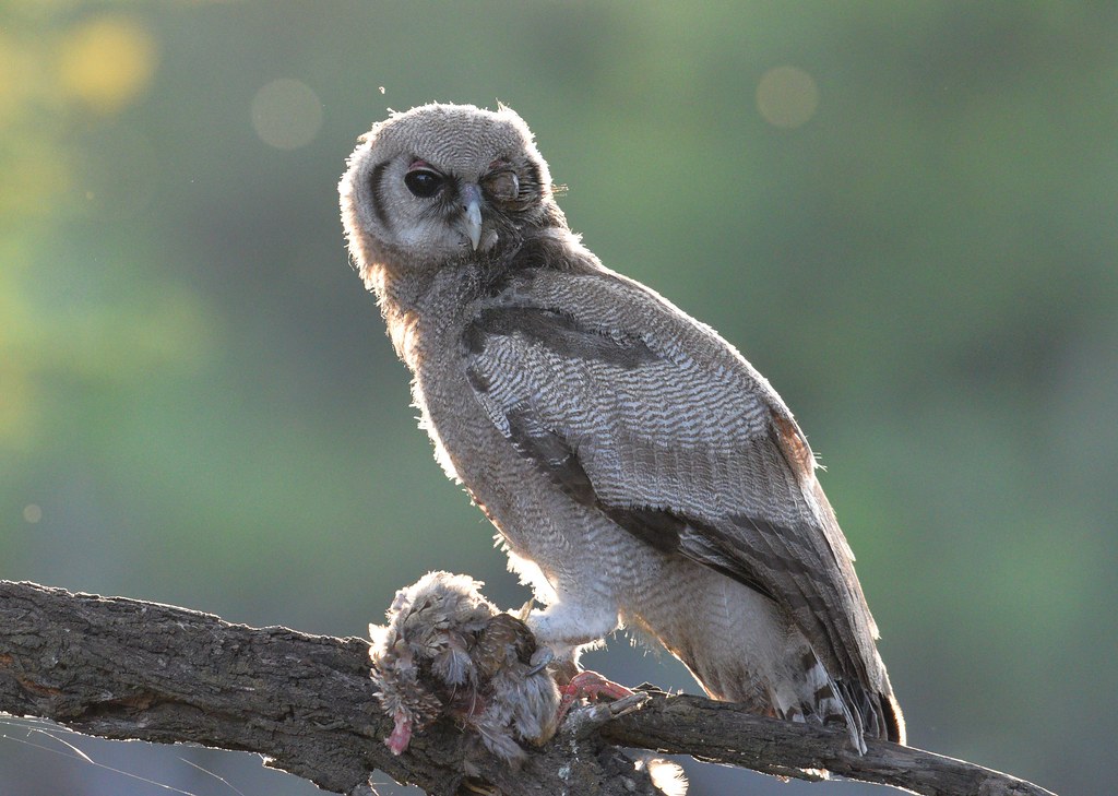 Verreaux oehoe - Bubo lacteus