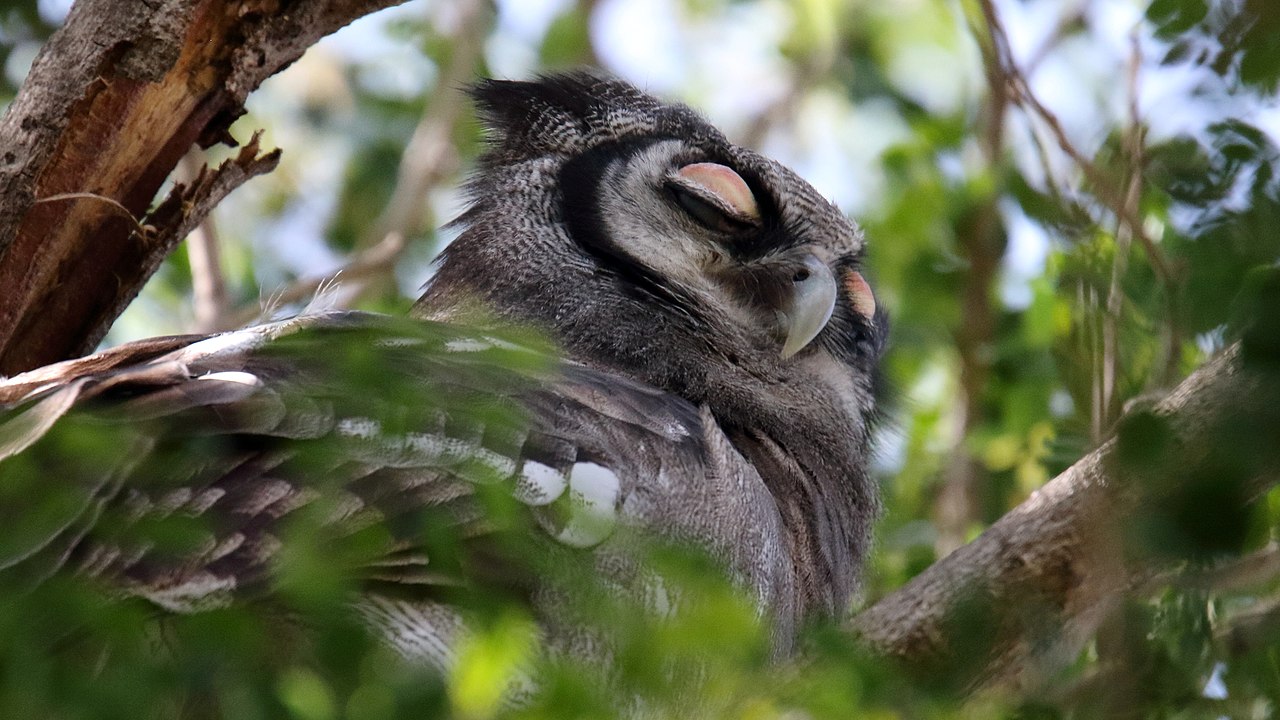 Verreaux oehoe - Bubo lacteus