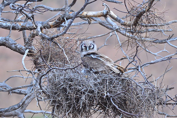 Verreaux oehoe - Bubo lacteus