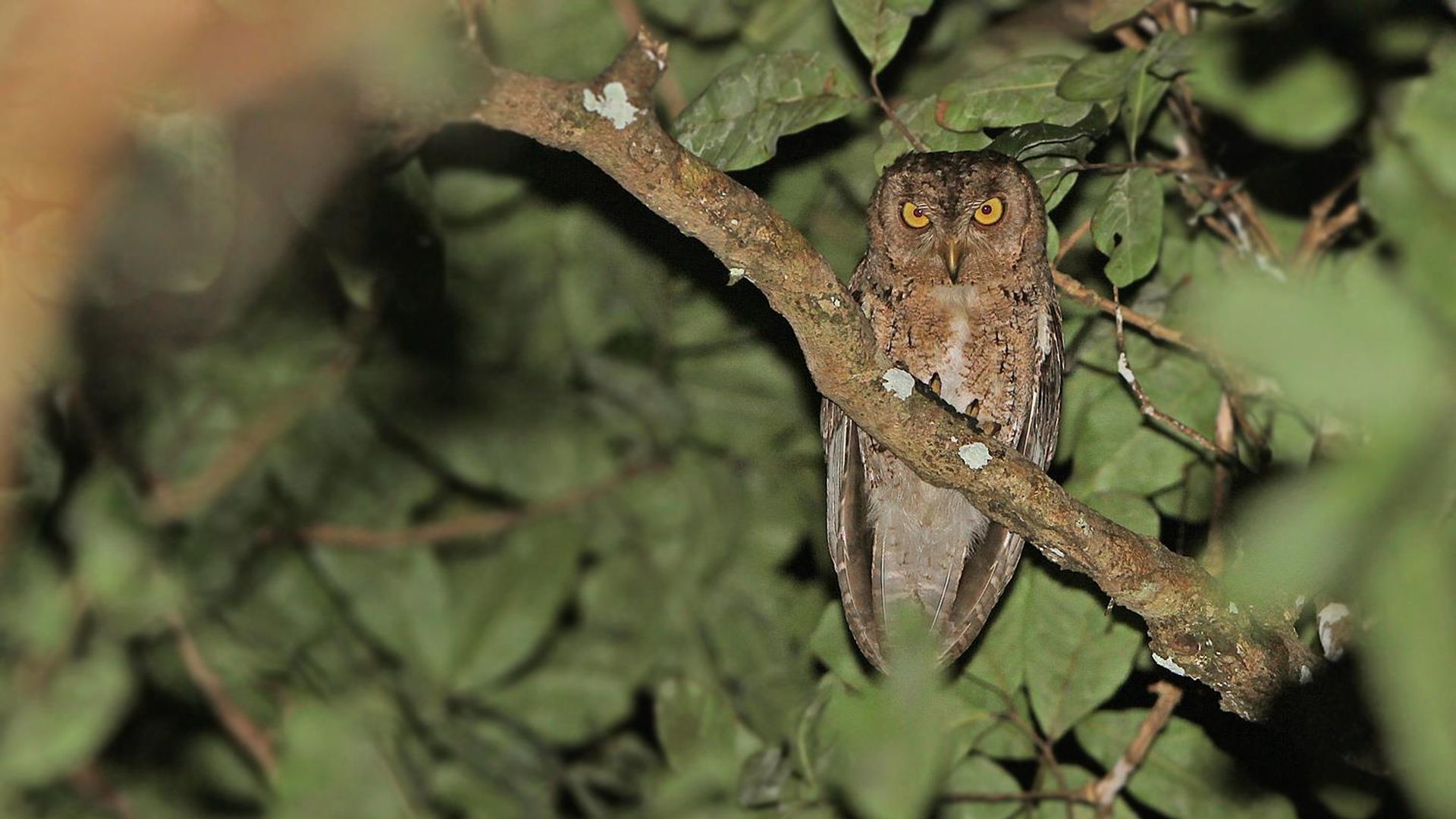 Wallace's dwergooruil - Otus silvicola