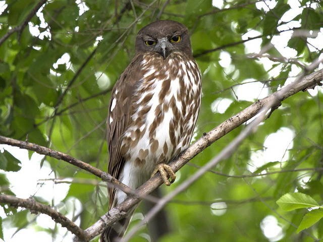 Zuid-Aziatische valkuil - Ninox scutulata