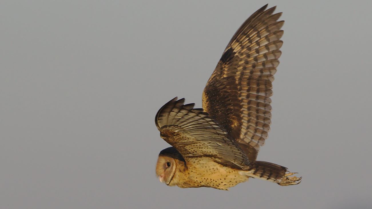 Kaapse grasuil - Tyto capensis