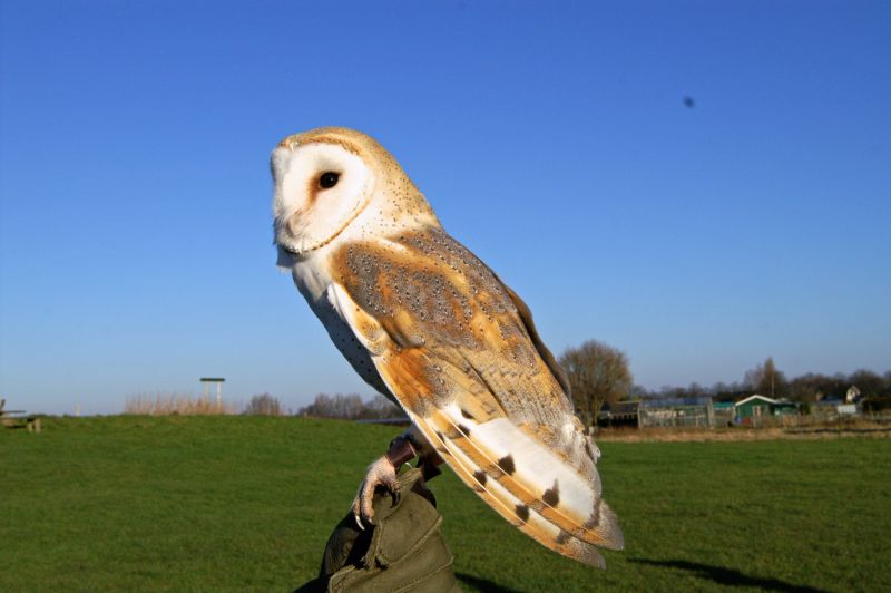 Kerkuil - Tyto Alba