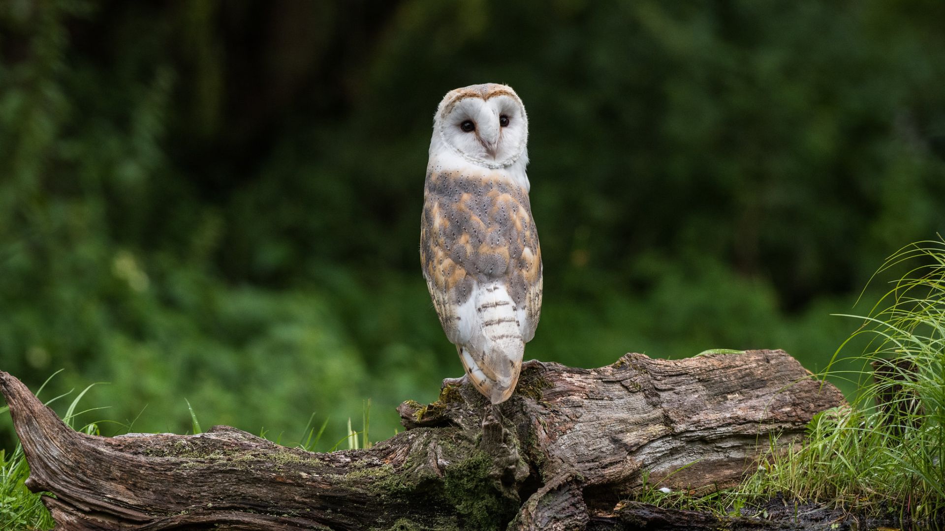 Kerkuil - Tyto Alba