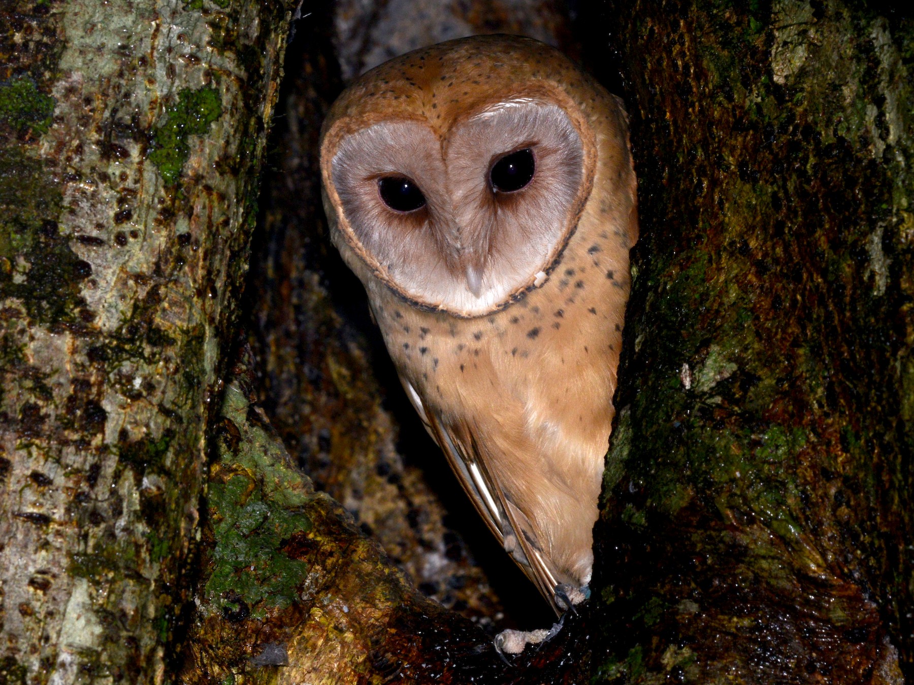 Madagaskar grasuil - Tyto soumagnei