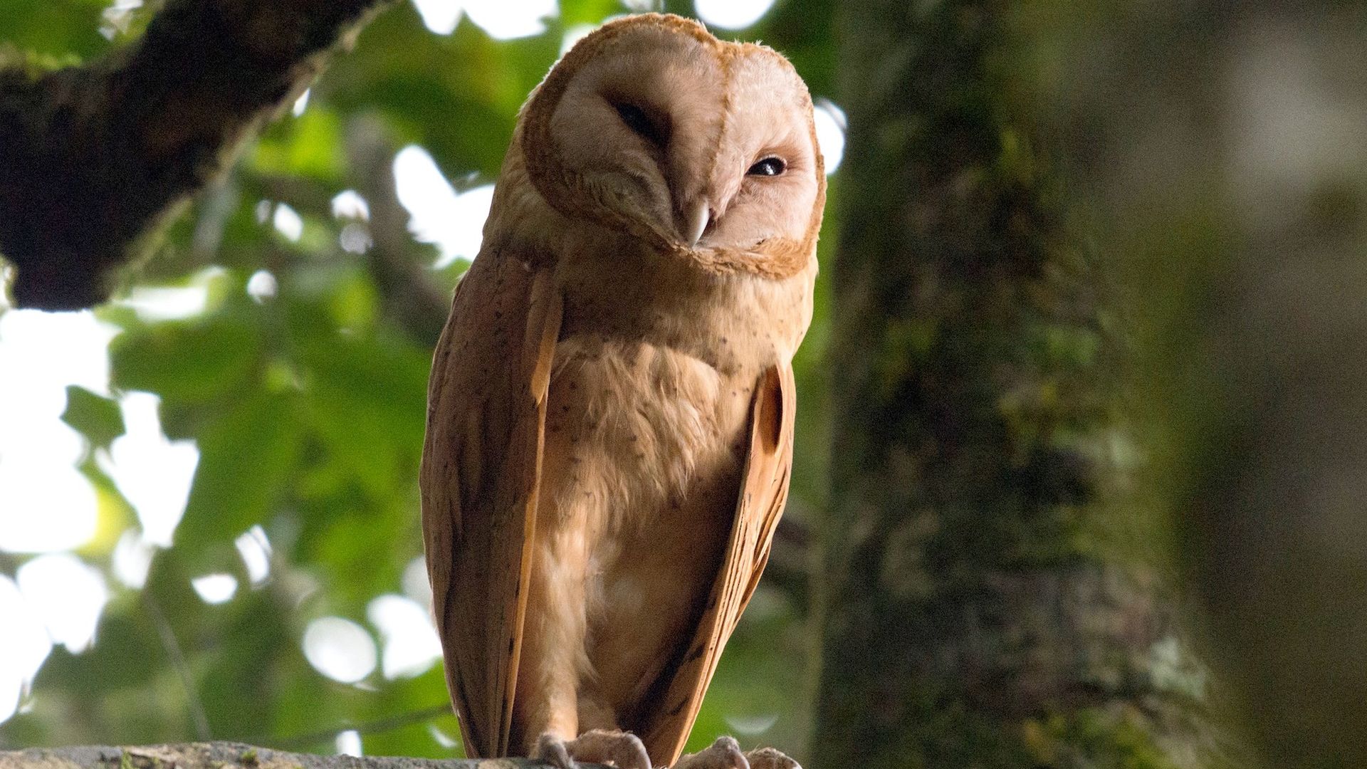 Madagaskar grasuil - Tyto soumagnei