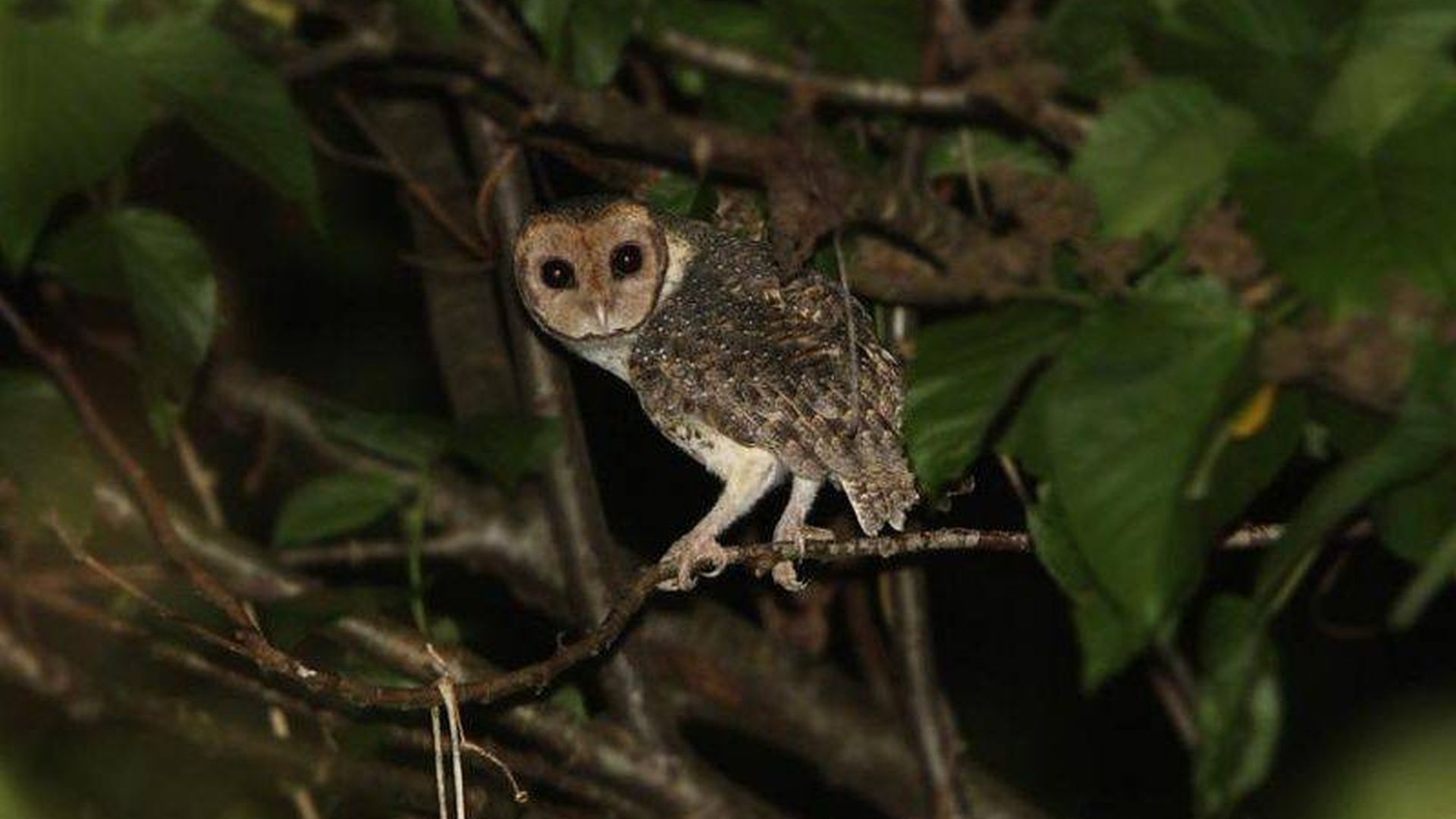 Neumann kerkuil - Tyto nigrobrunnea