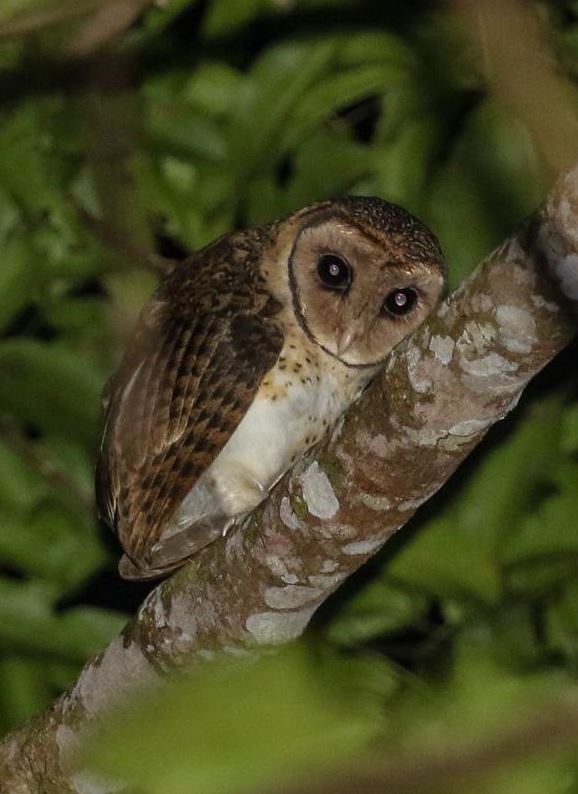 Seramkerkuil - Tyto almae