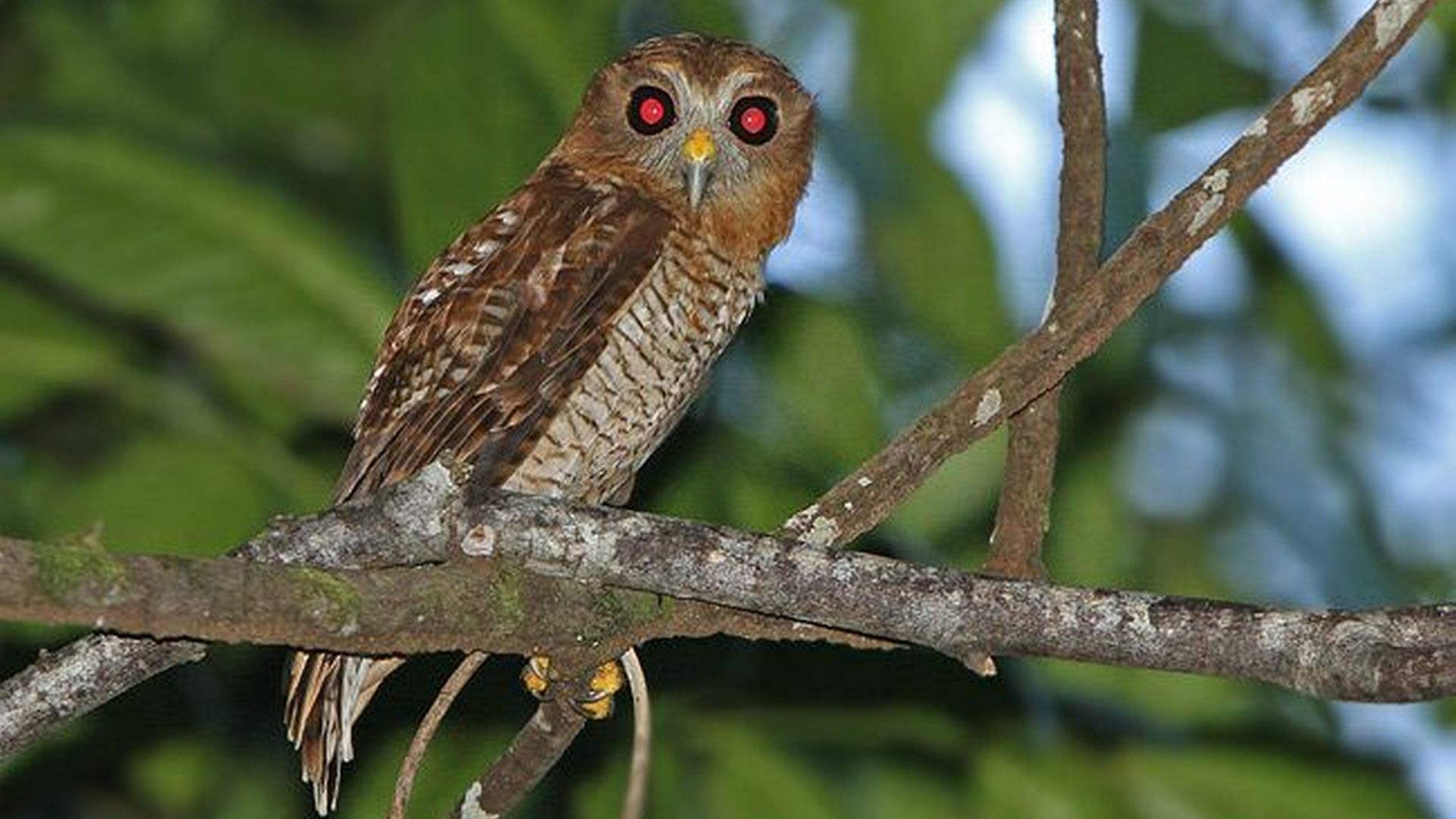 Seramkerkuil - Tyto almae